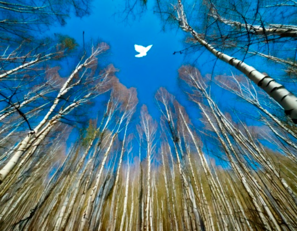 Looking up through a canopy of birch trees toward a blue sky with white birds in flight